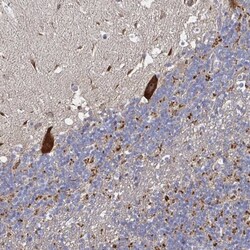 NRSN1 Antibody, Novus Biologicals:Antibodies:Primary Antibodies